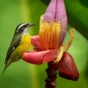 Banakit americky - Coereba flaveola - Bananaquit 7587